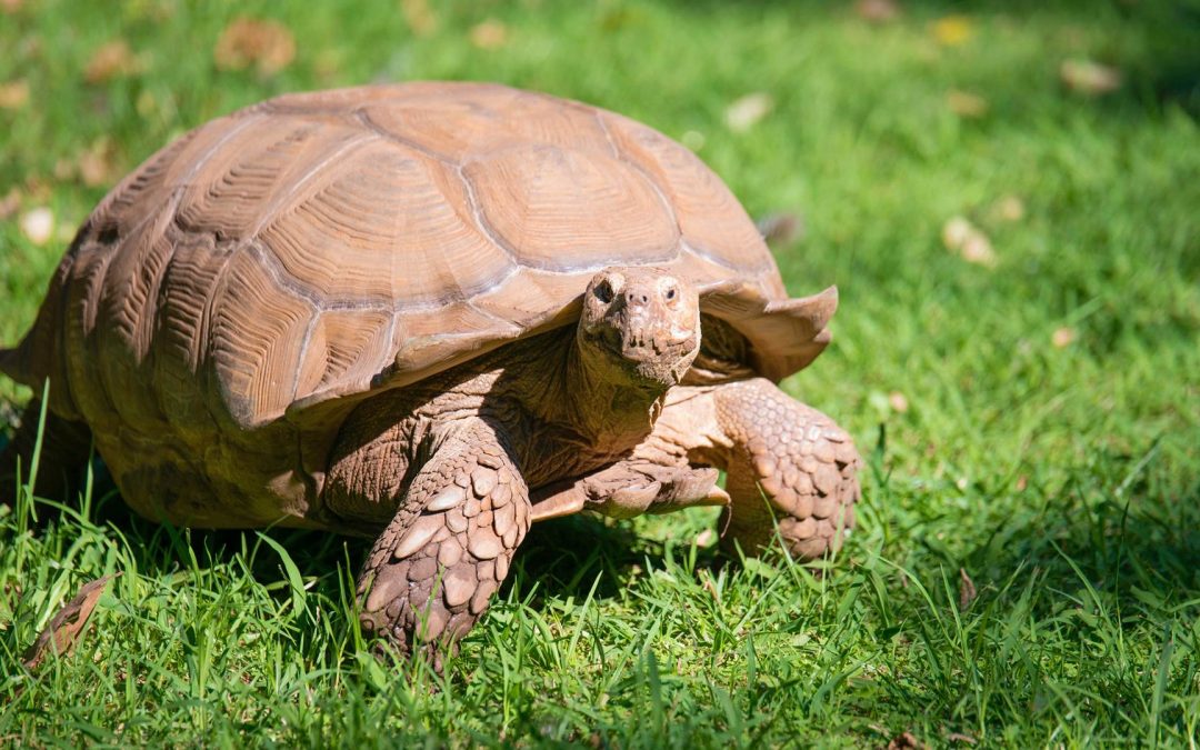 Tortoise Law